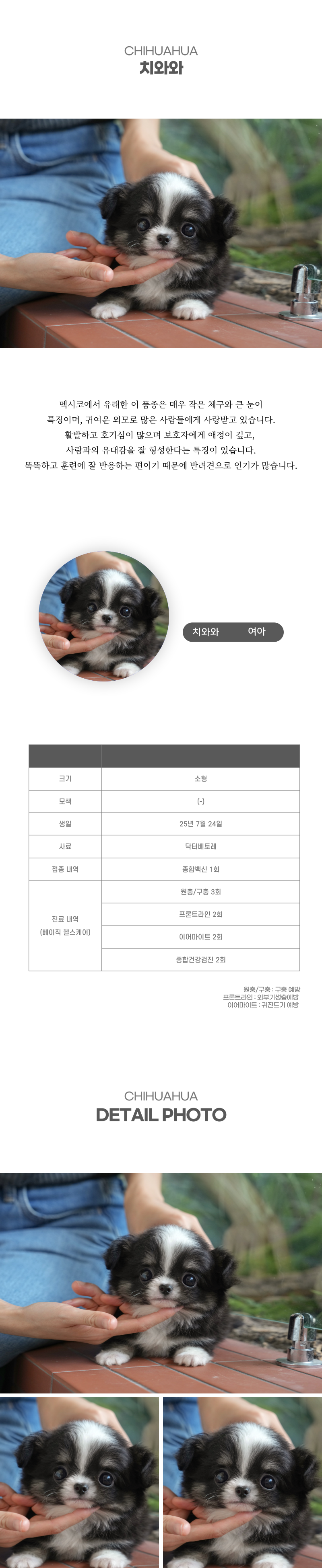 치와와_상세이미지_2