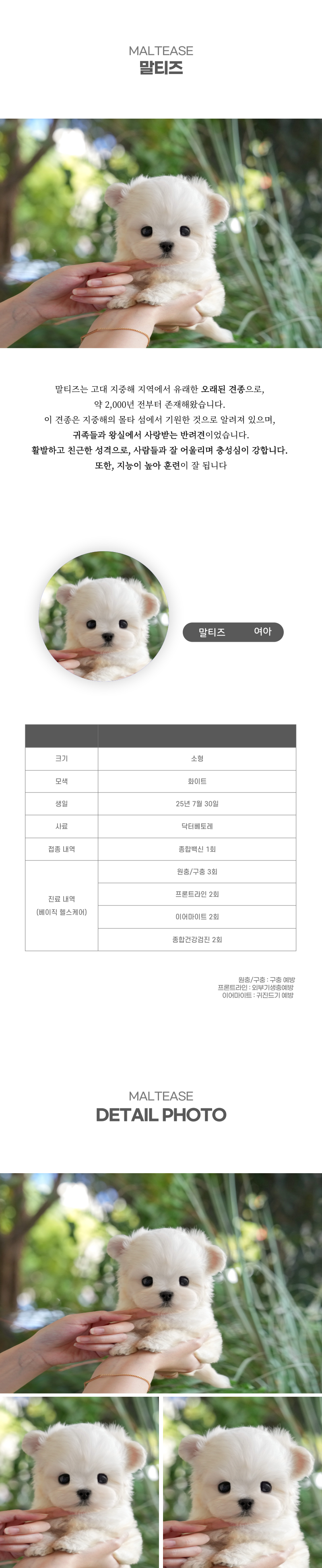 말티즈_상세이미지_2