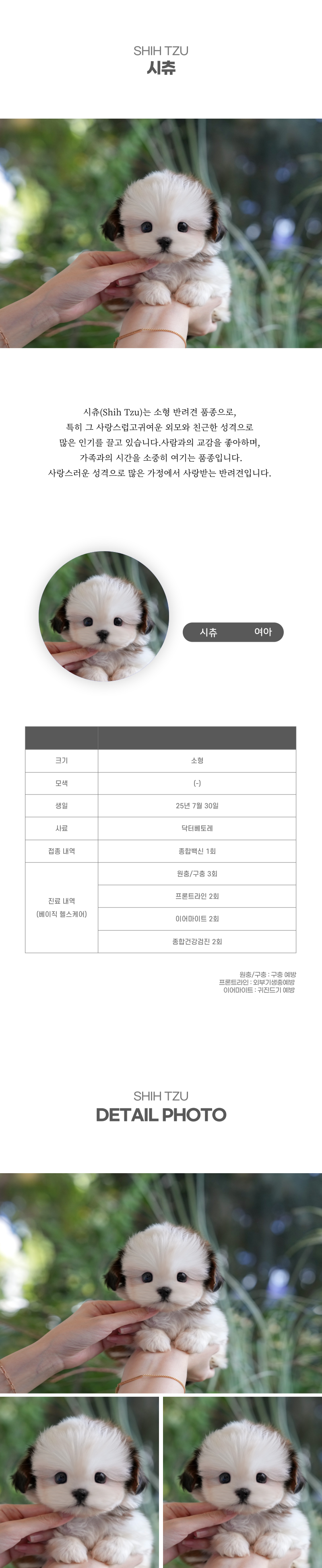 시츄_상세이미지_2