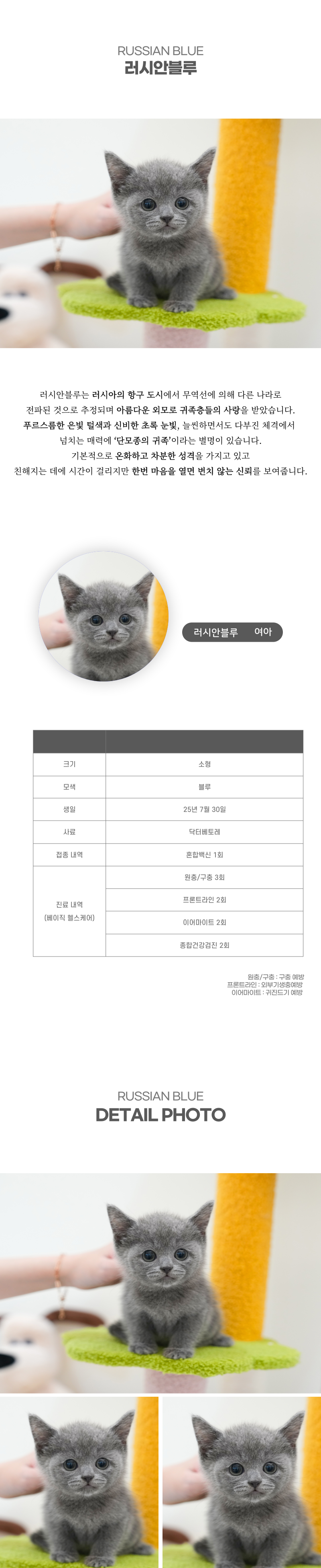 러시안블루_상세이미지_2
