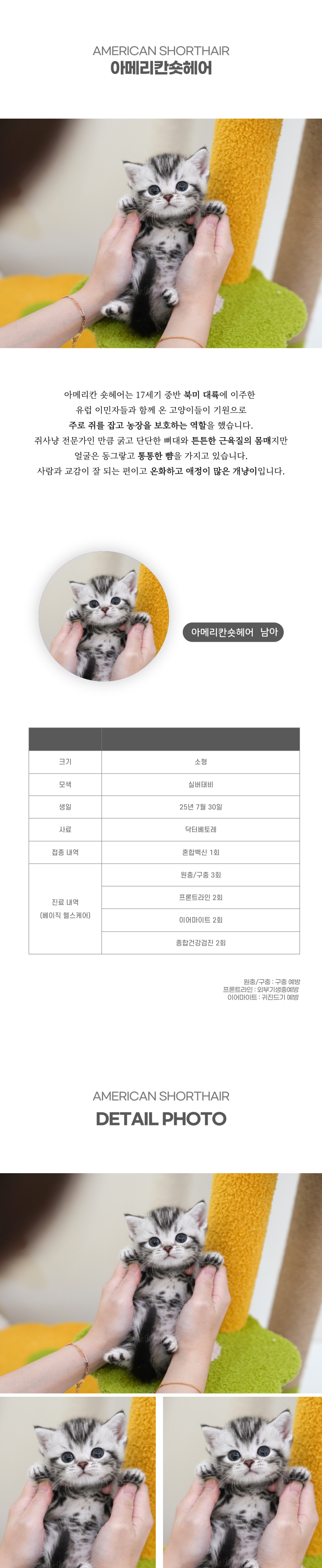 아메리칸숏헤어_상세이미지_2