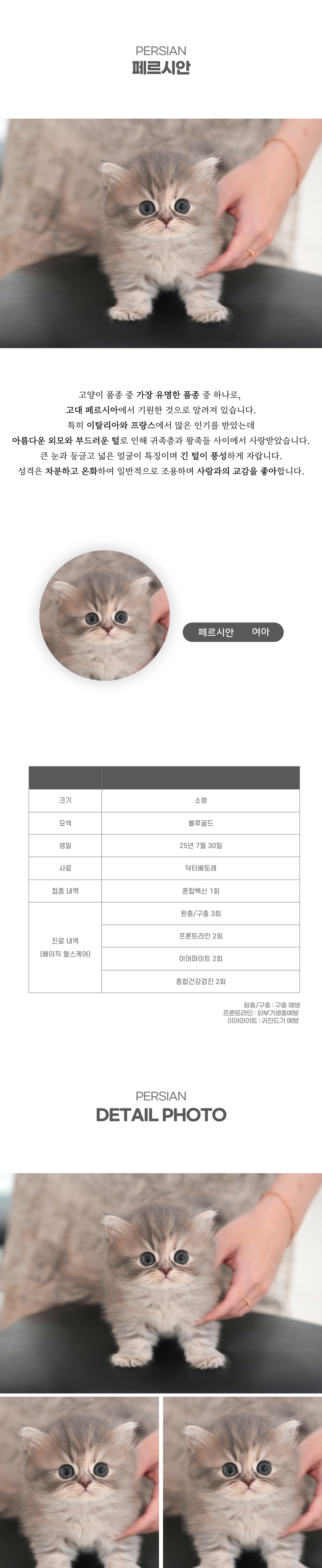페르시안_상세이미지_2