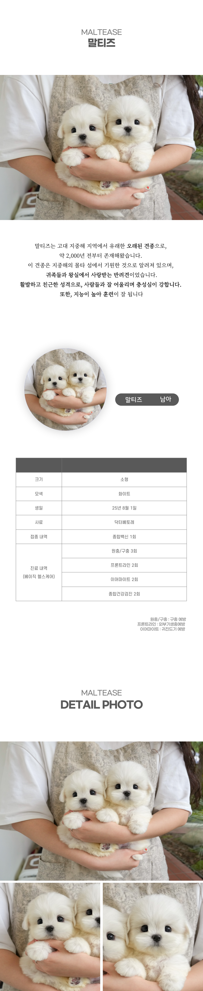 말티즈_상세이미지_2