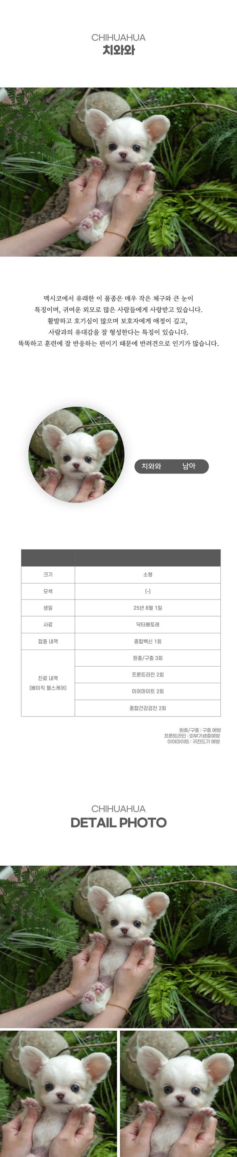 치와와_상세이미지_2