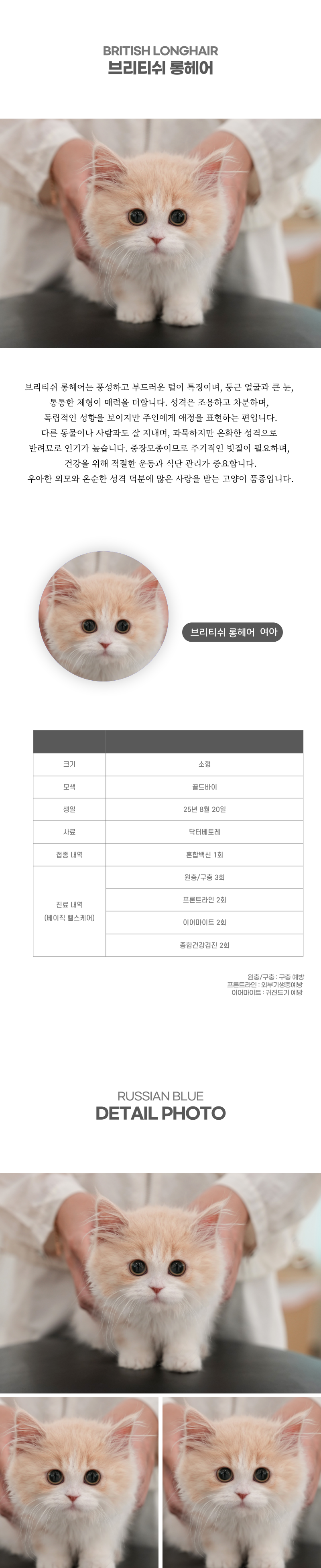 브리티쉬롱헤어_상세이미지_2