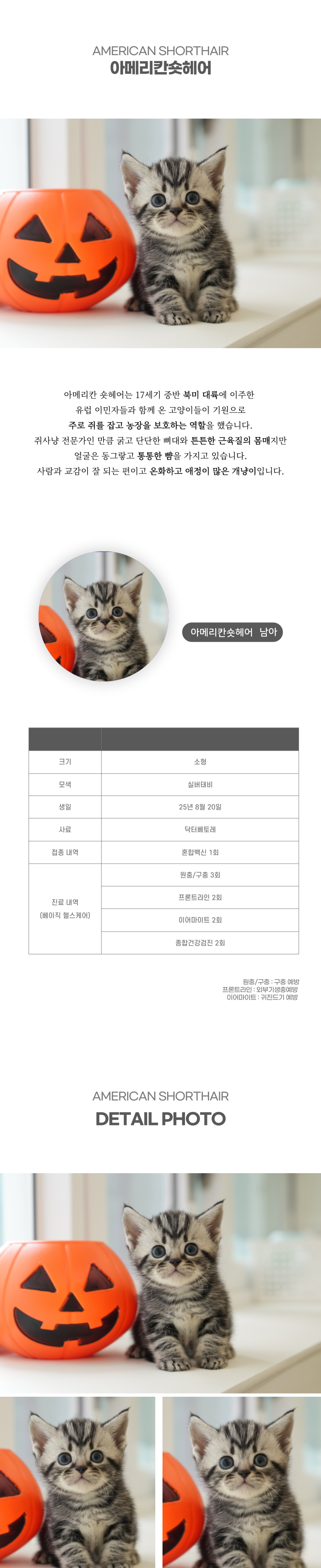 아메리칸숏헤어_상세이미지_2