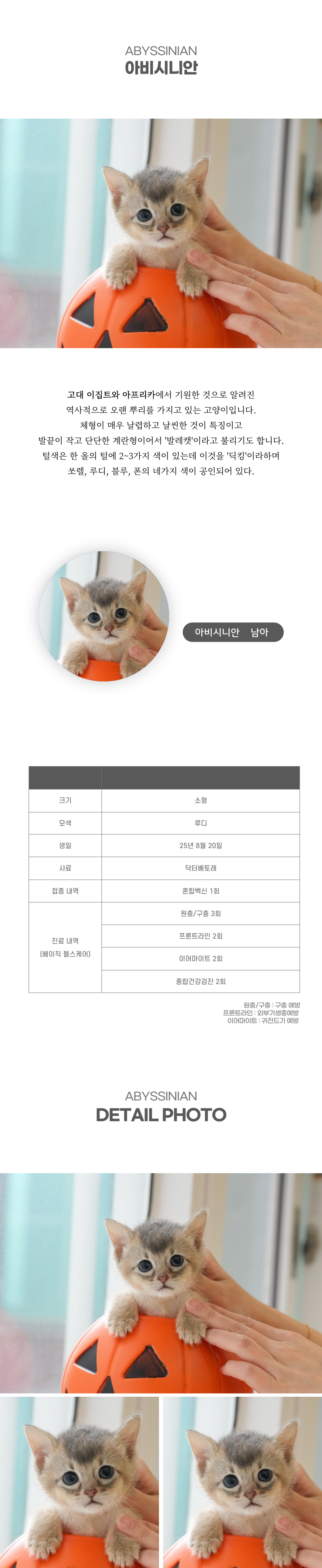 아비시니안_상세이미지_2