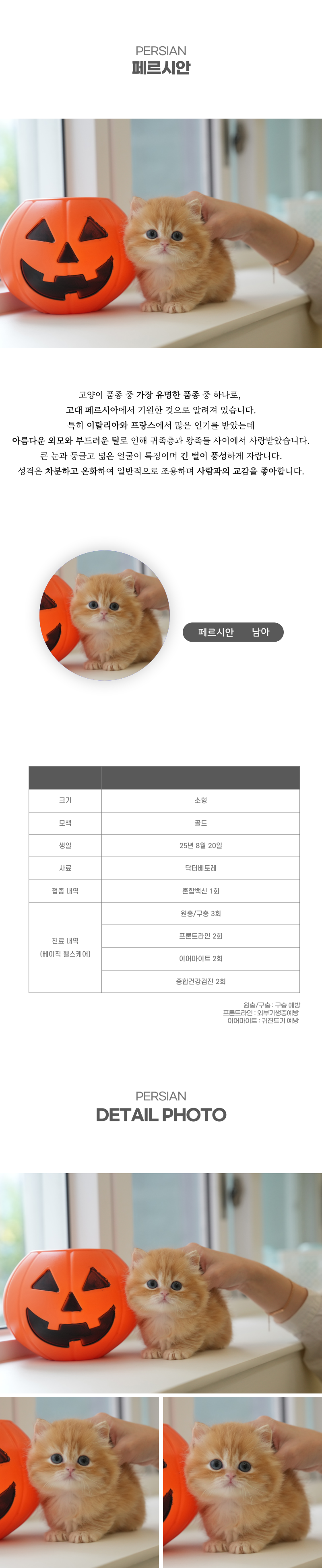페르시안_상세이미지_2