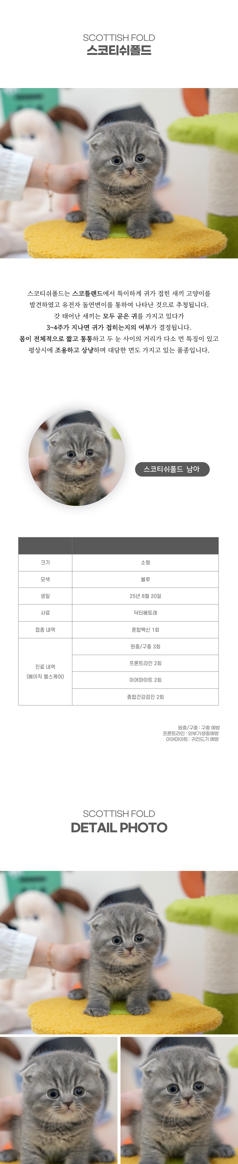 스코티쉬폴드_상세이미지_2