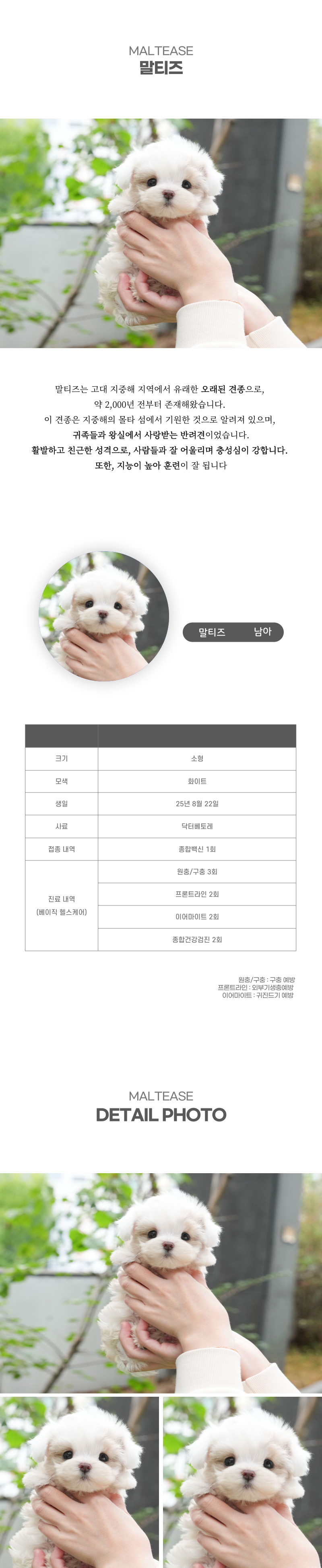 말티즈_상세이미지_2