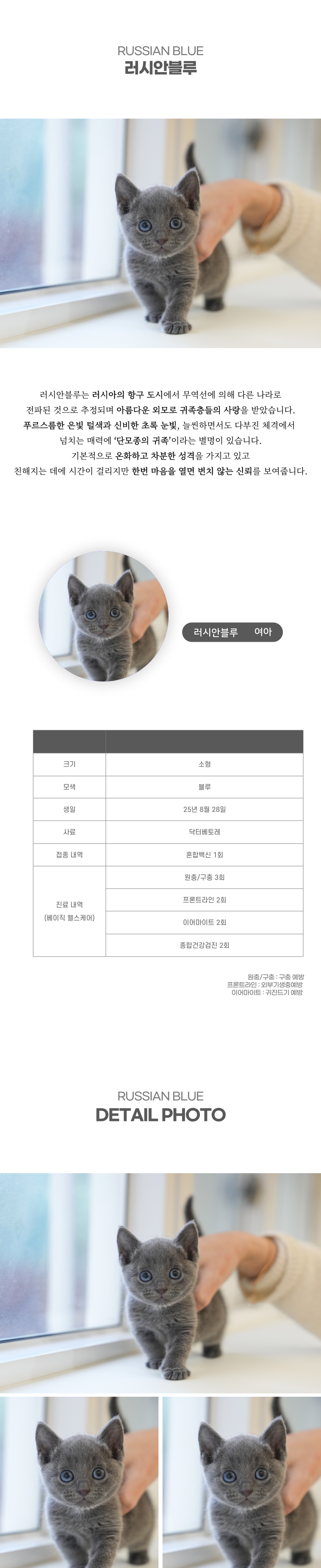 러시안블루_상세이미지_2