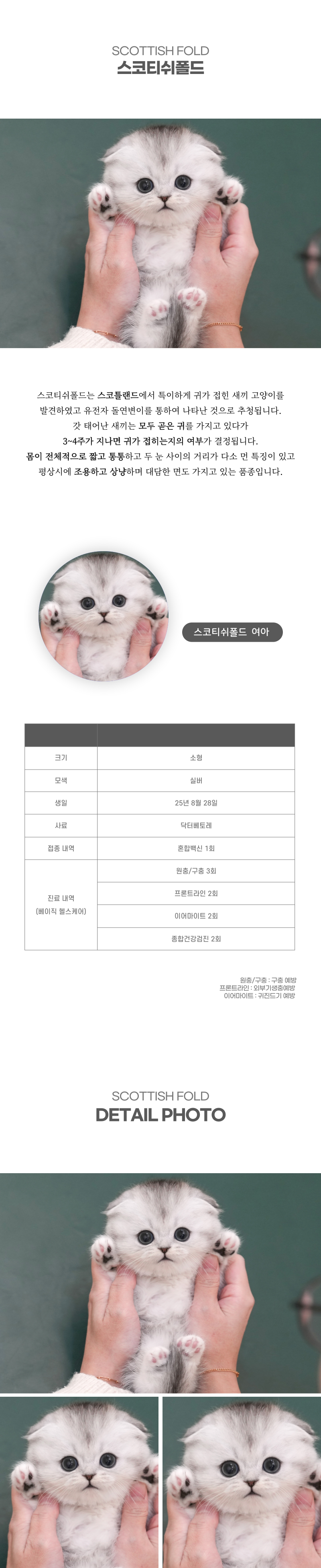 스코티쉬폴드_상세이미지_2