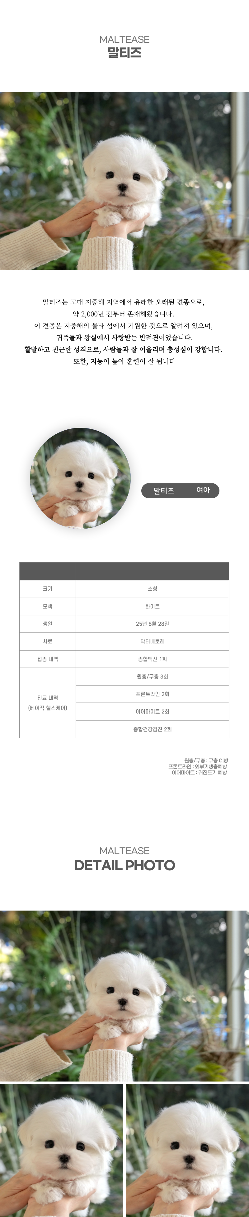 말티즈_상세이미지_2