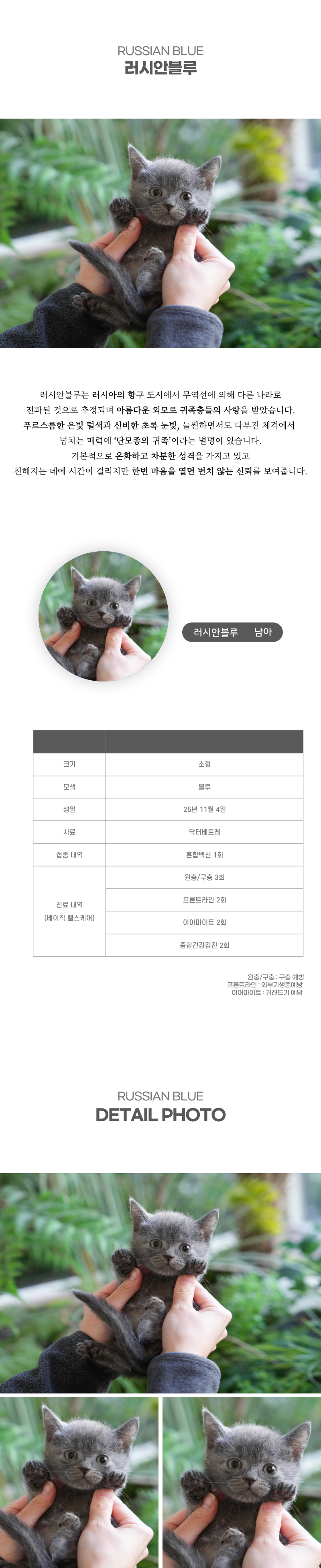 러시안블루_상세이미지_2