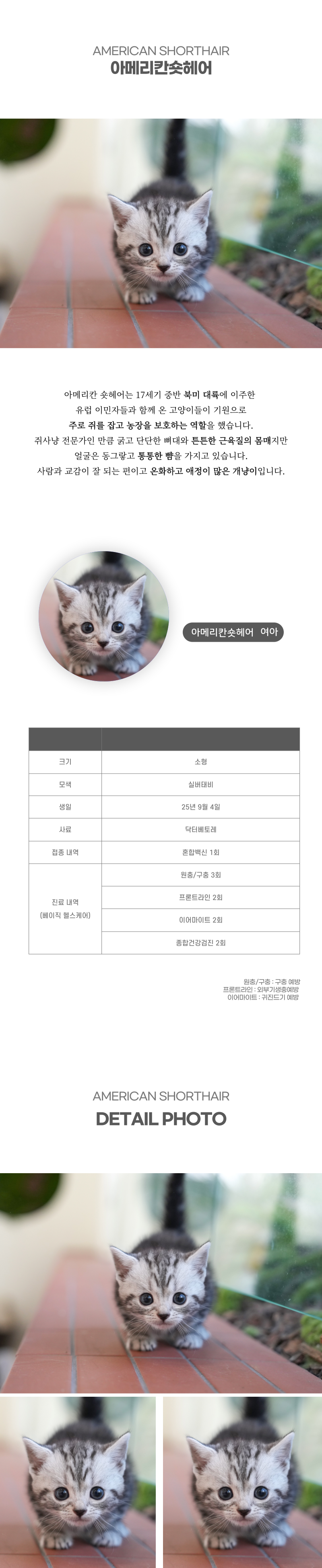 아메리칸숏헤어_상세이미지_2