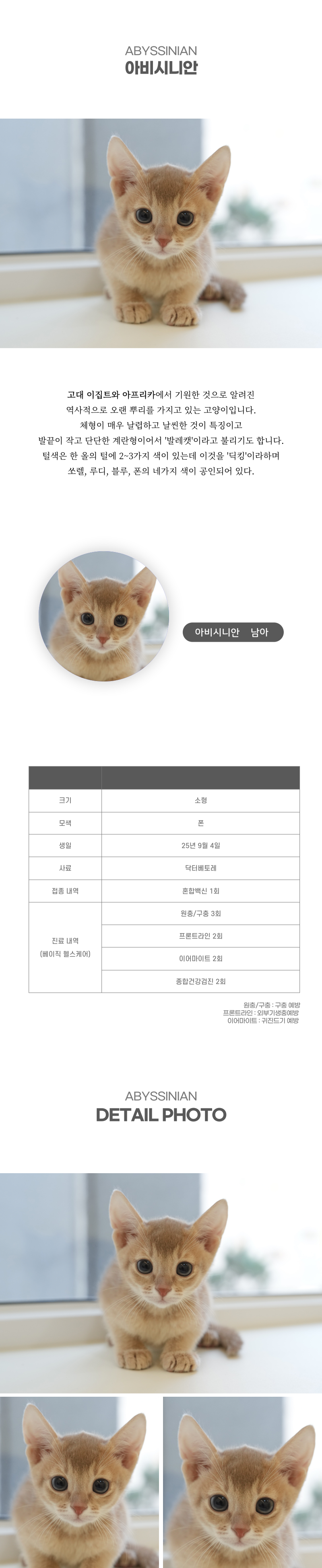 아비시니안_상세이미지_2