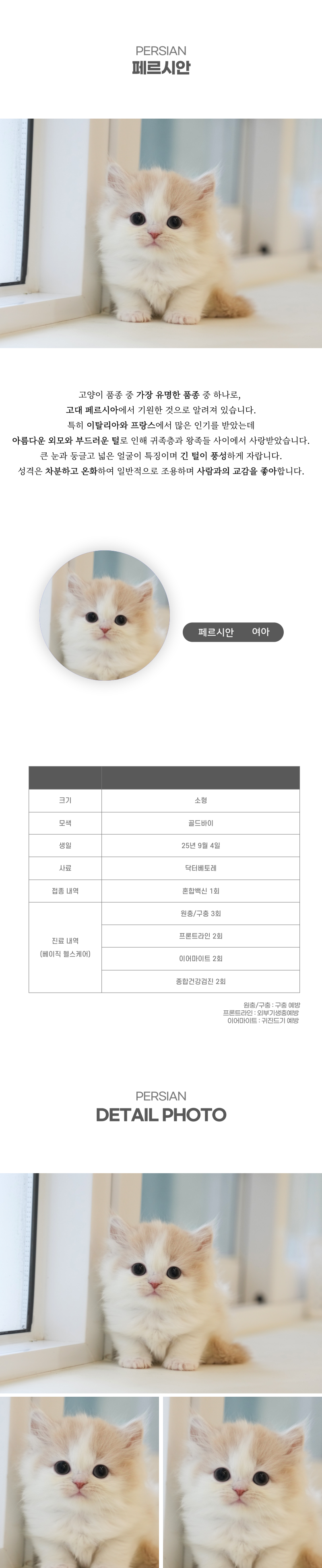 페르시안_상세이미지_2