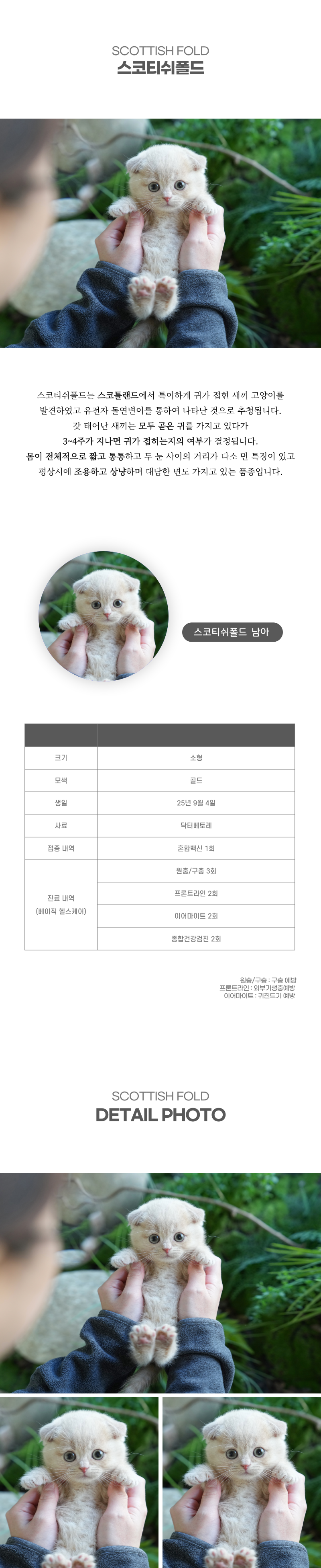스코티쉬폴드_상세이미지_2