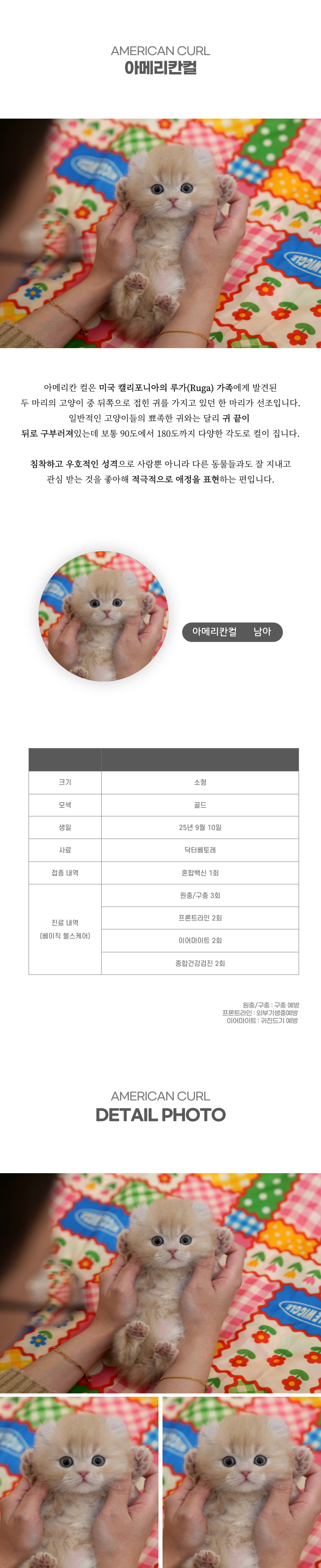 아메리칸컬_상세이미지_2
