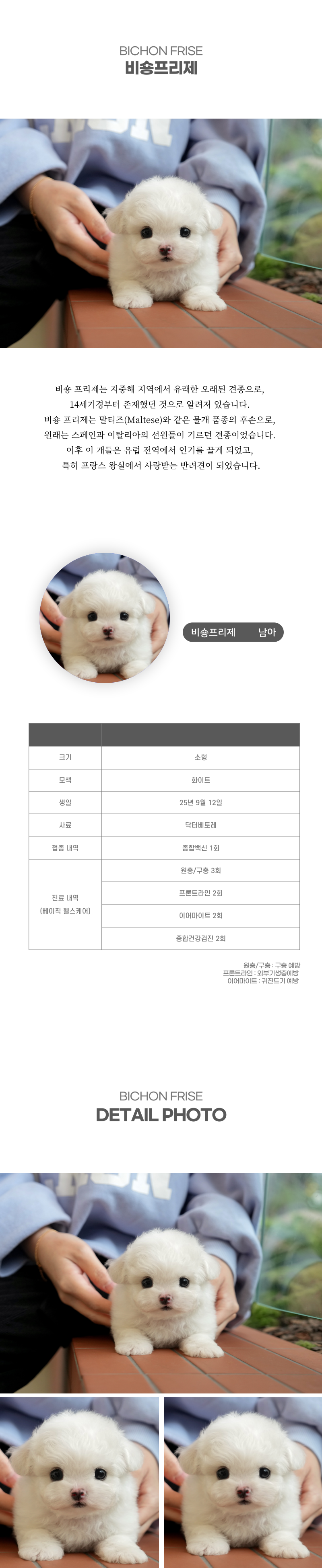 미니비숑_상세이미지_2