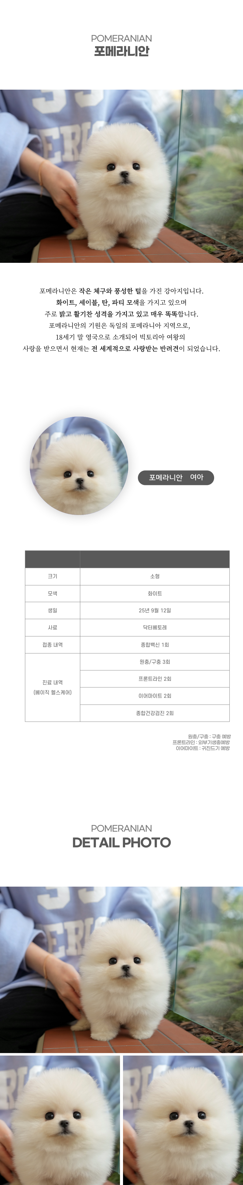 포메라니안_상세이미지_2