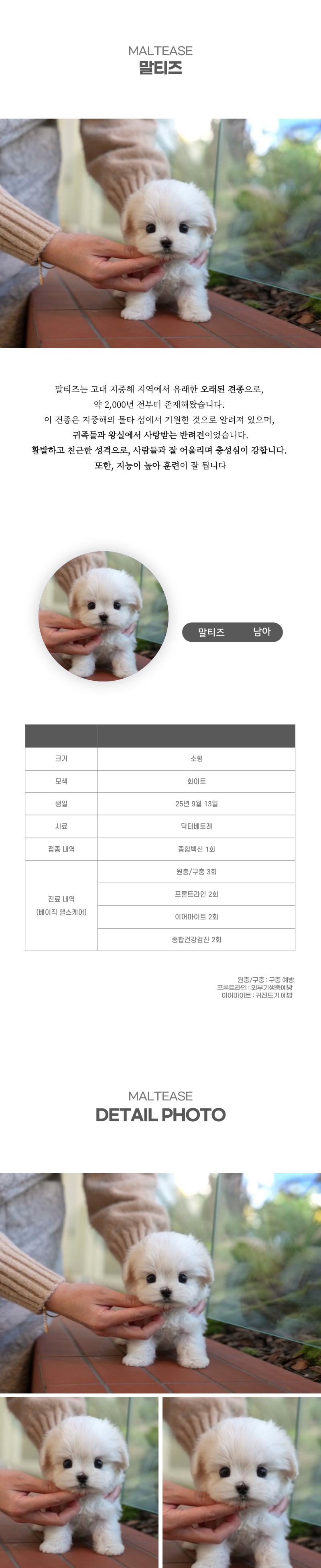 말티즈_상세이미지_2