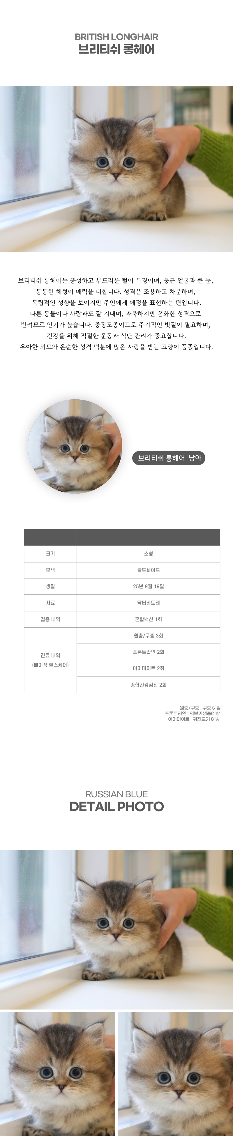브리티쉬롱헤어_상세이미지_2