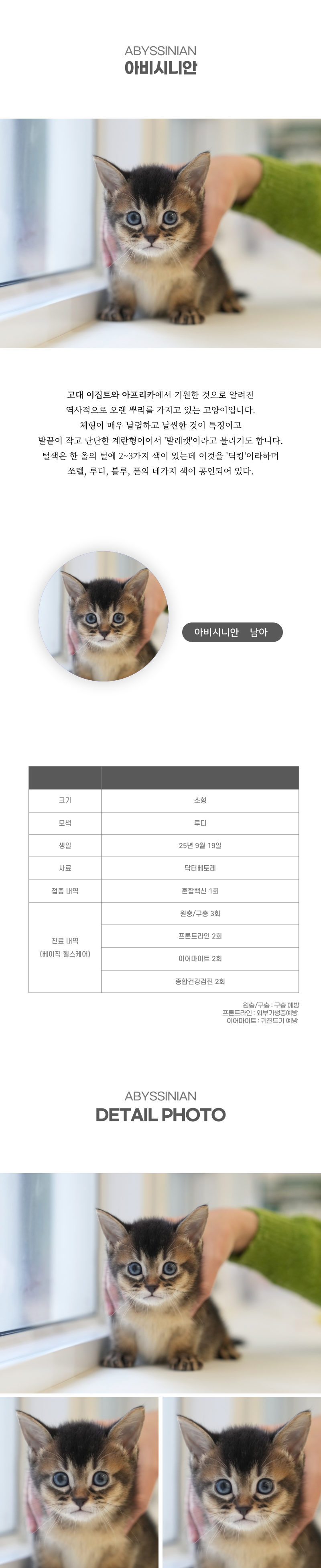 아비시니안_상세이미지_2
