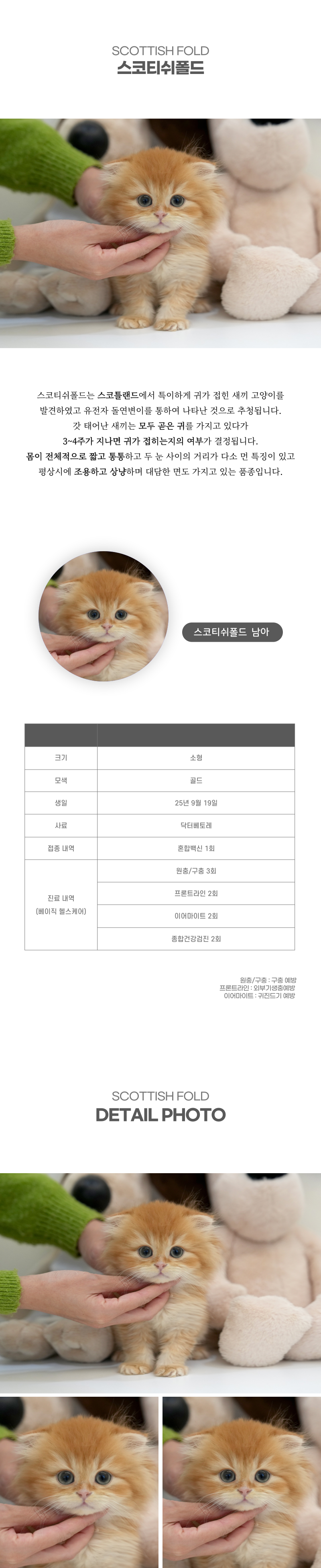 스코티쉬폴드_상세이미지_2
