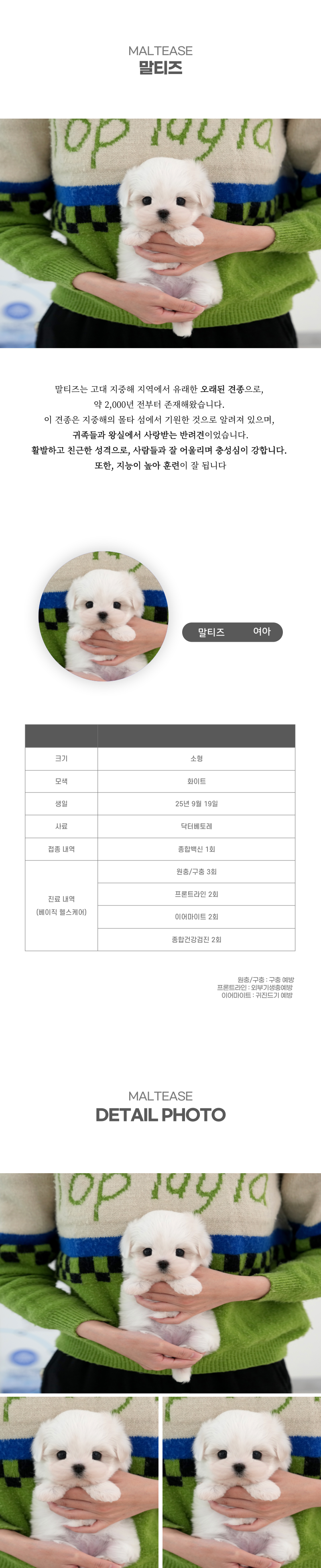 말티즈_상세이미지_2
