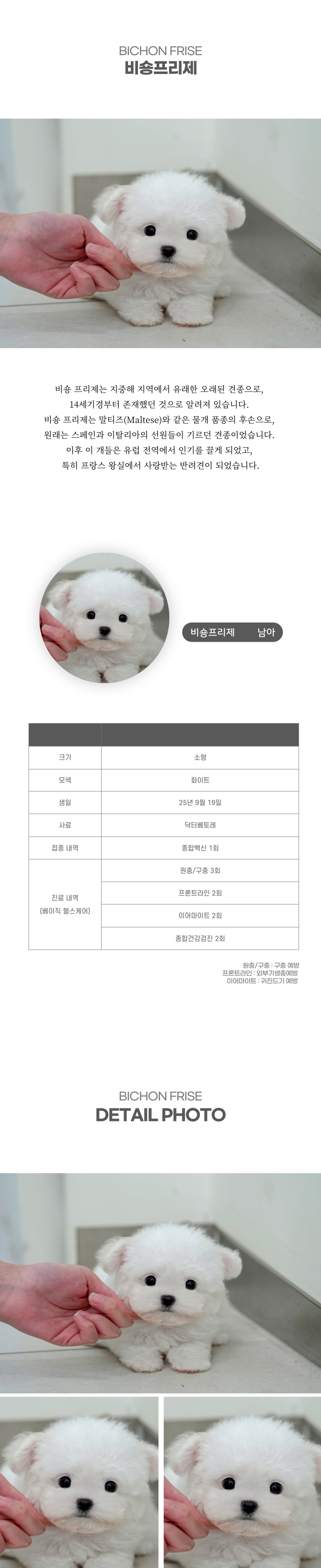 미니비숑_상세이미지_2