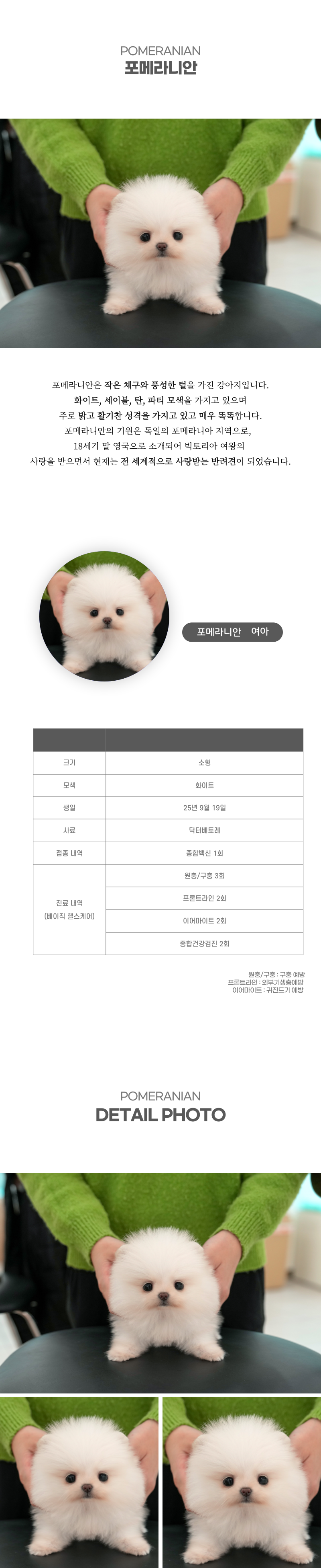 포메라니안_상세이미지_2
