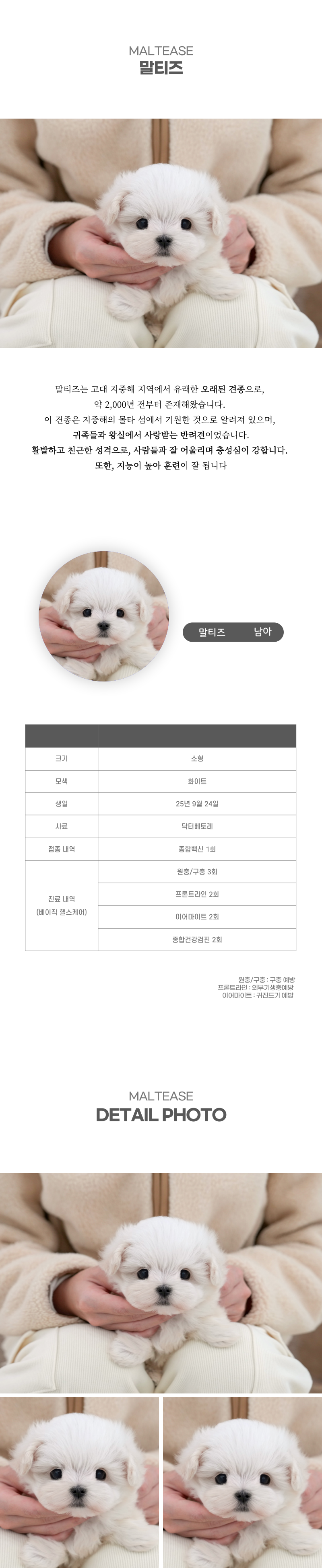 말티즈_상세이미지_2