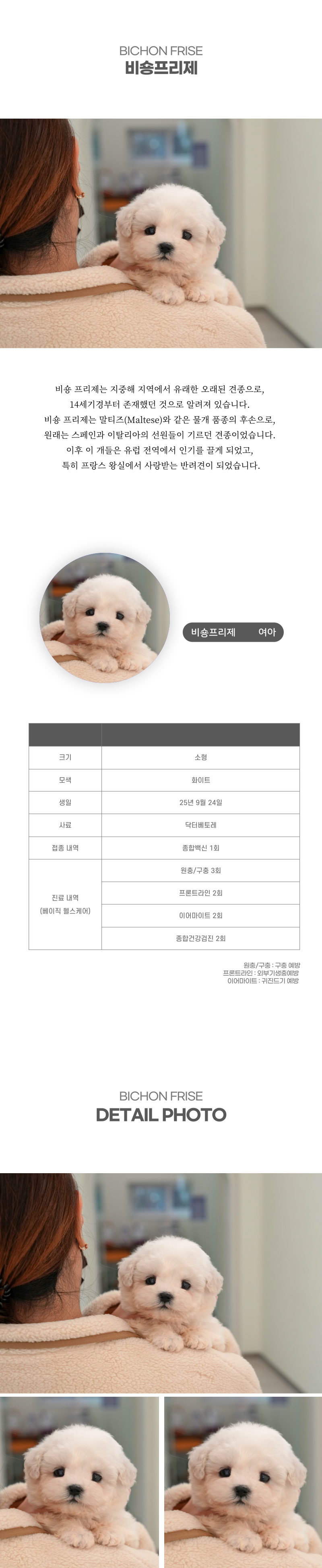 미니비숑_상세이미지_2