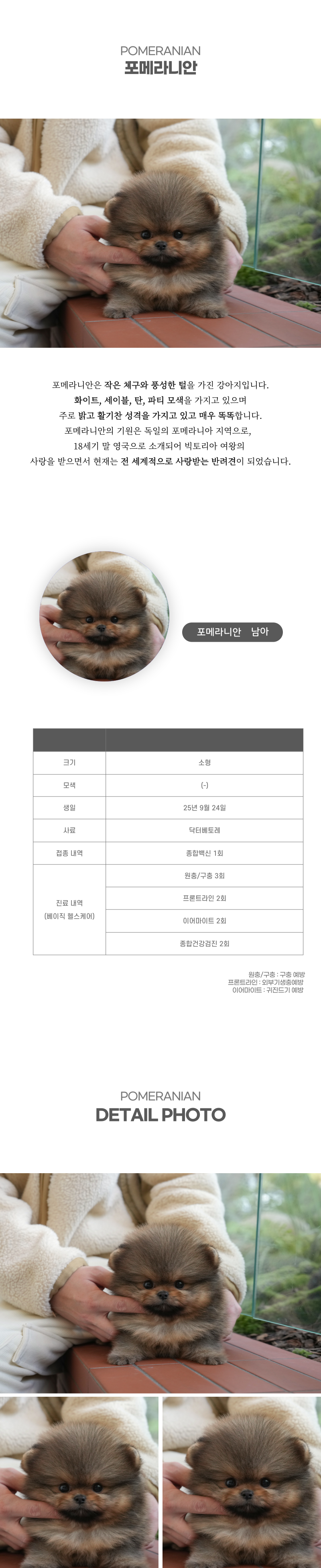 포메라니안_상세이미지_2