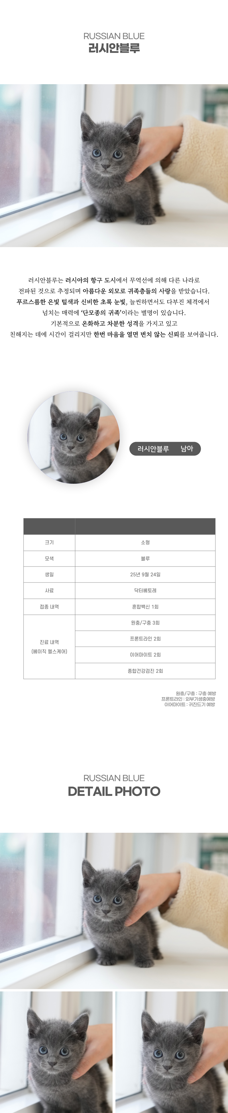 러시안블루_상세이미지_2