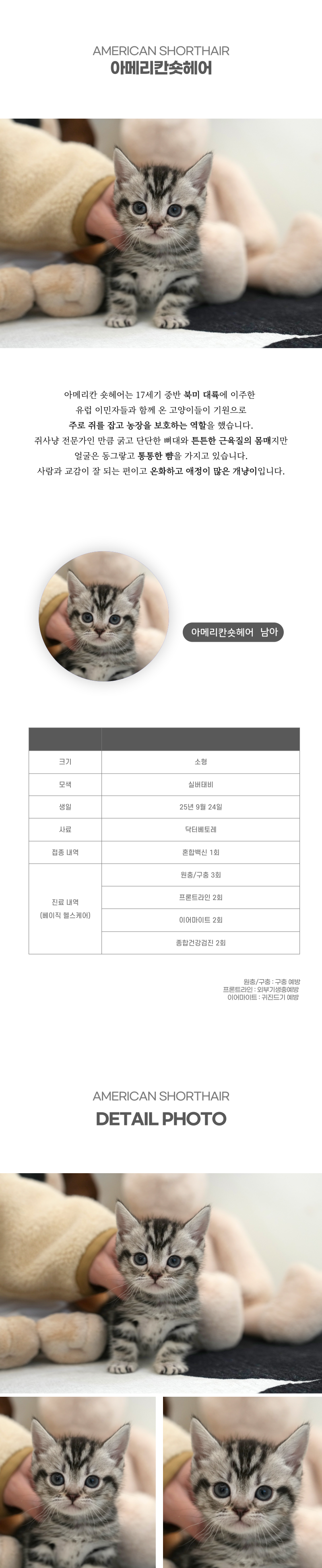 아메리칸숏헤어_상세이미지_2