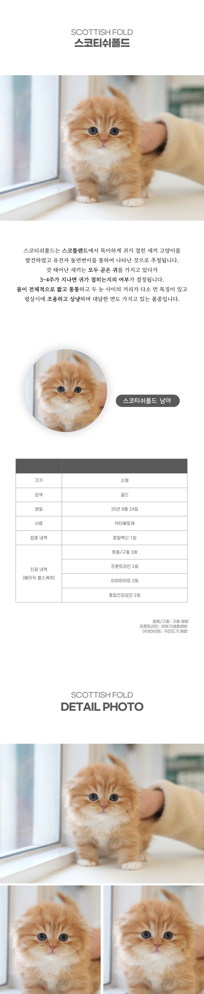 스코티쉬폴드_상세이미지_2
