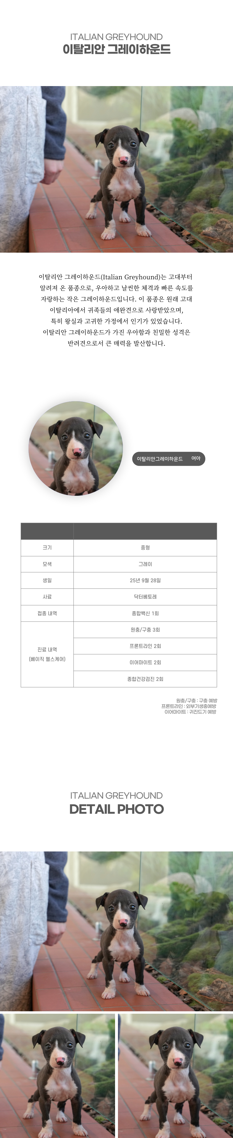 이탈리안 그레이하운드_상세이미지_2