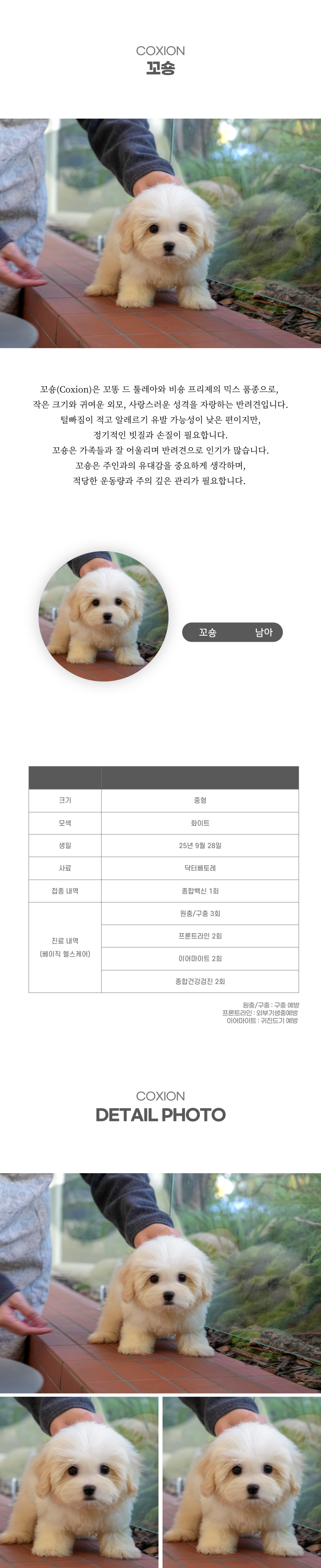 꼬숑_상세이미지_2