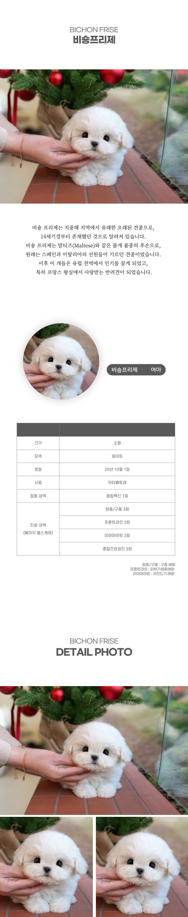 미니비숑_상세이미지_2