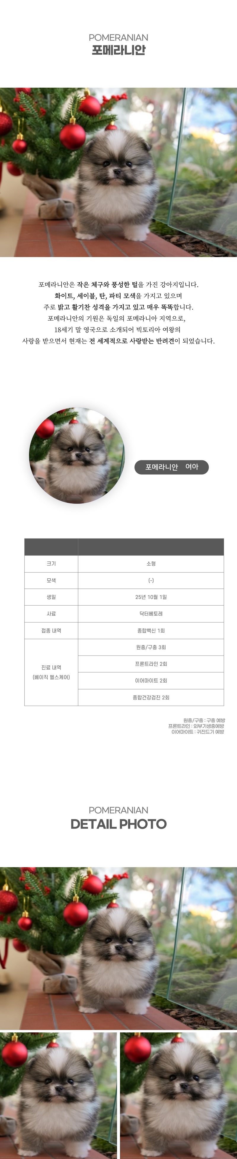 포메라니안_상세이미지_2
