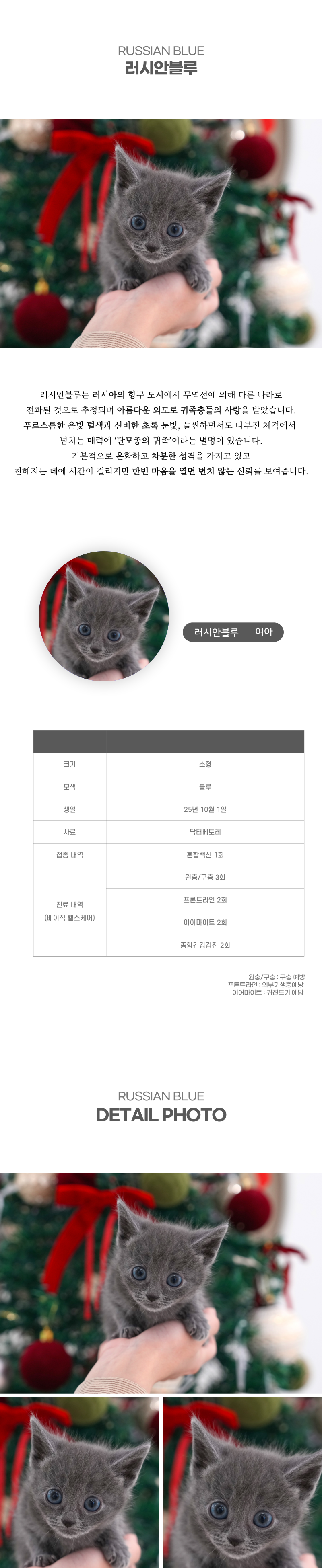 러시안블루_상세이미지_2