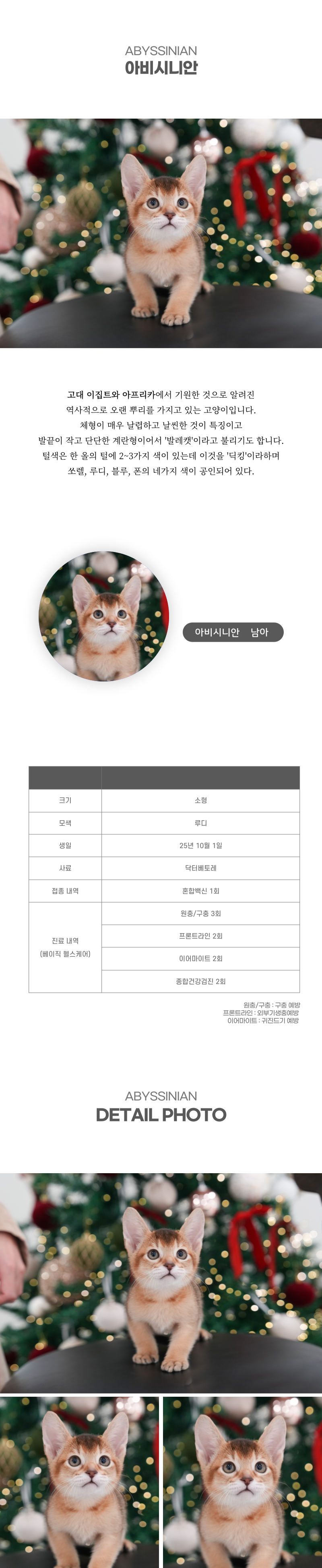 아비시니안_상세이미지_2