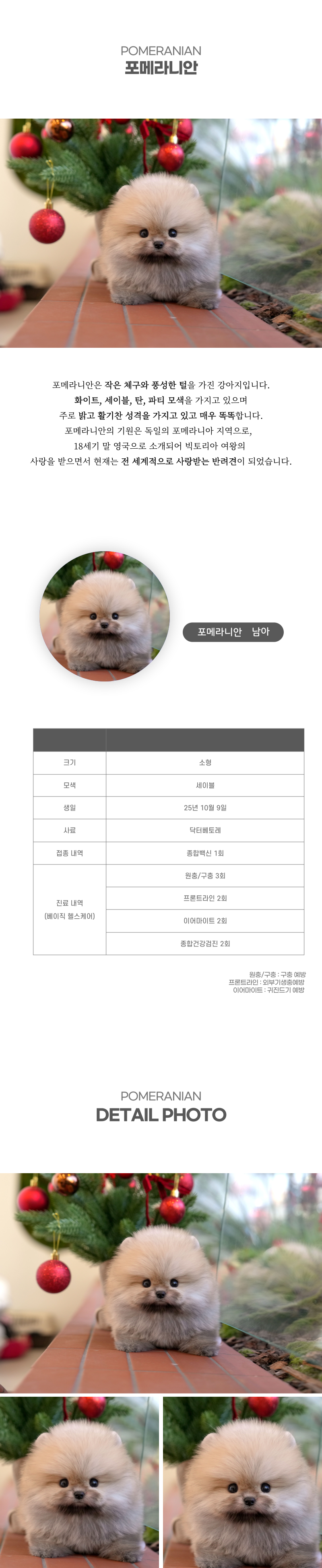 포메라니안_상세이미지_2