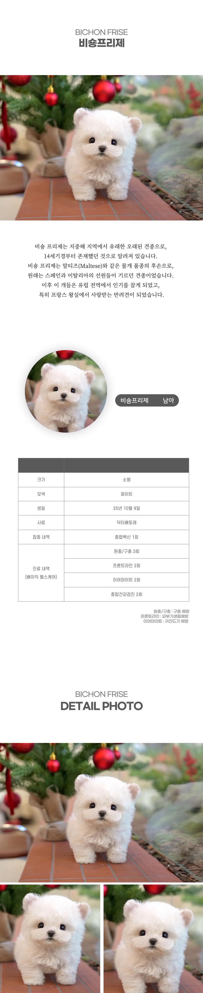미니비숑_상세이미지_2