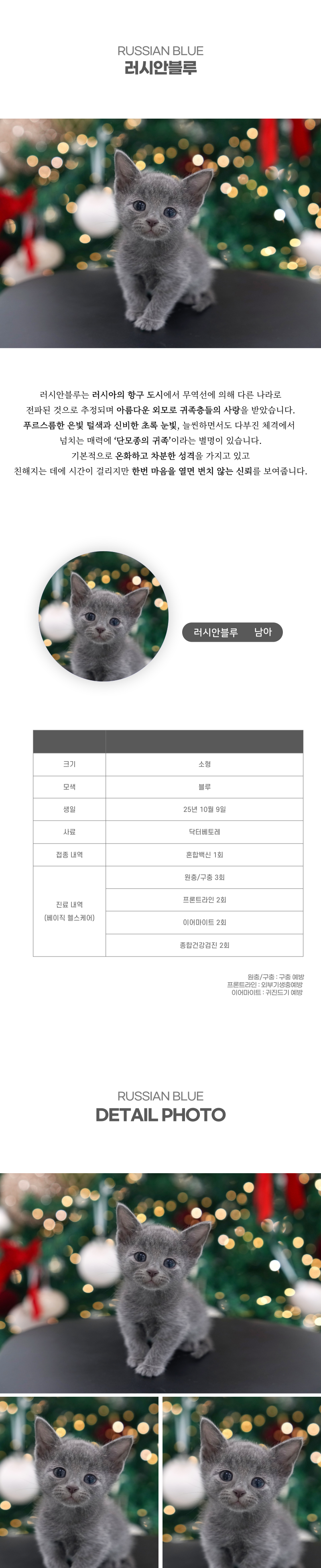 러시안블루_상세이미지_2