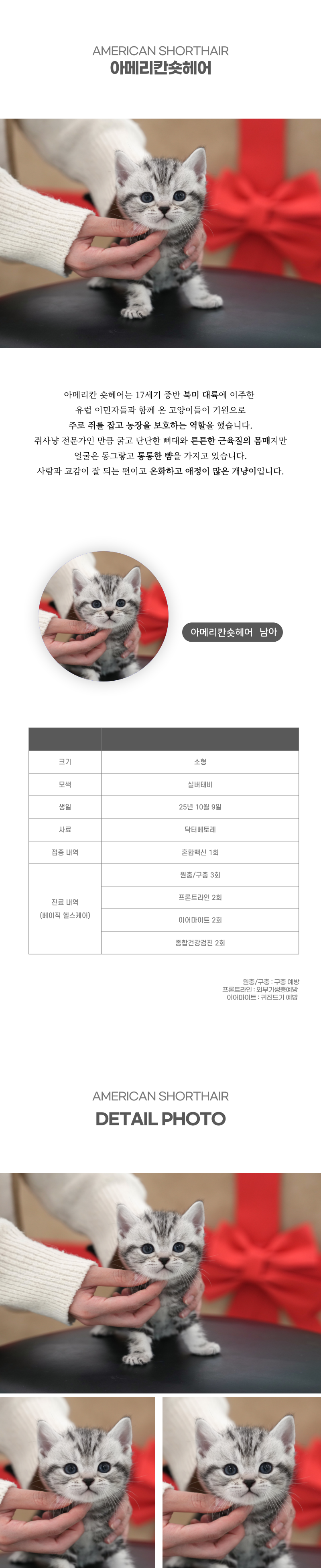 아메리칸숏헤어_상세이미지_2