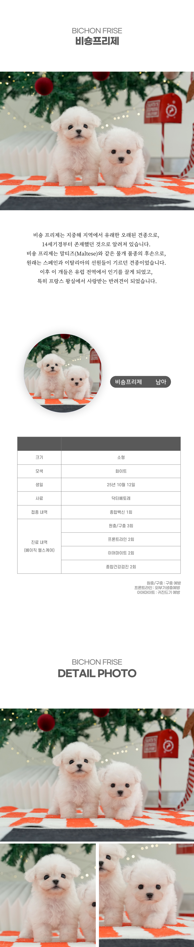 미니비숑_상세이미지_2