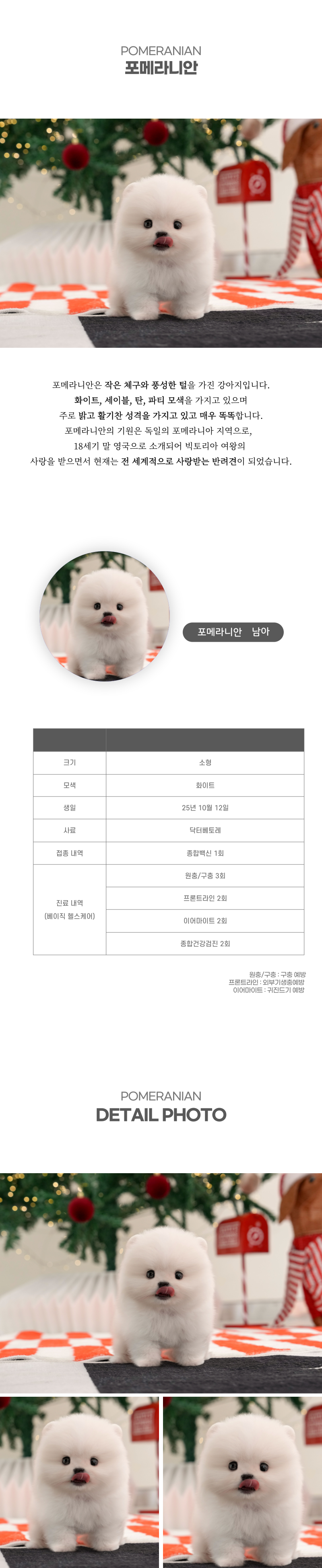 포메라니안_상세이미지_2